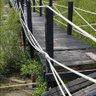 Фото профиля Mangrove Forest