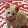 Profilbild von Mr. T (Twinkle the Cat)