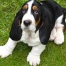 Profilbild von BIG EARS. Basset hounds