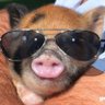 hungoverham's profile picture