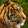 Aerdalis's profile picture
