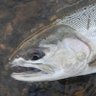 魚獲りライダー 的头像