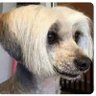 Pucci Anne's profile picture