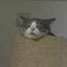 猫缶 的头像