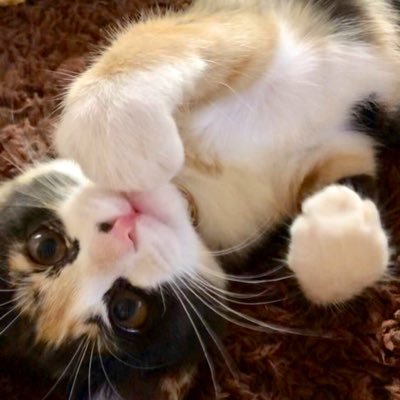 DandeLion_Enbo's profile picture