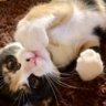 三毛猫 代表 的头像
