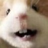 Brobor's profile picture
