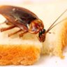 Profilbild von La Cucaracha