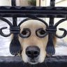 蘋果有毒 profil fotoğrafı