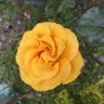 Profilbild von RoseG