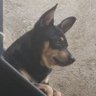 Profilbild von CABRAL
