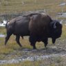 Profilbild von Wyoming307J