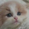 Profilbild von アモル