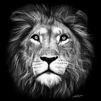 king steel's profile picture