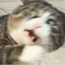 2 cent profil fotoğrafı