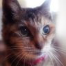 ニャタロはまぞん。's profile picture