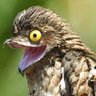 potoo's profile picture