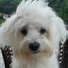 Kartopu,Atamızın izinde's profile picture
