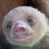 Cotopaxi's profile picture