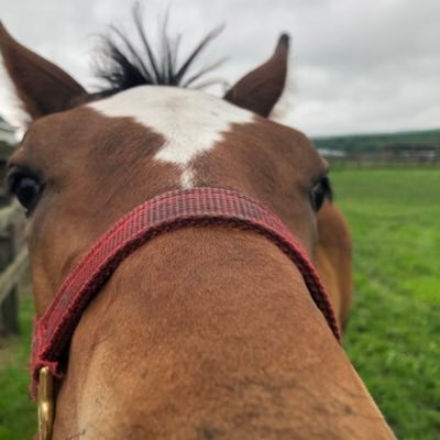 北洋牧場•北洋ホースクリニック's profile picture
