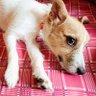 紅い鈴 profil fotoğrafı