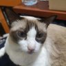 Bibimbua2's profile picture