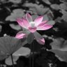 にいがた○守's profile picture