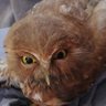 Hawkey 🦉's profile picture