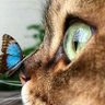 Minser profil fotoğrafı