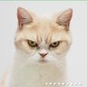 Гулящий Кот profil fotoğrafı