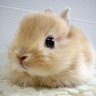 Profilbild von Hamster 
