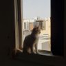 Фото профиля Abdulaziz🇸🇦