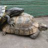 かめきち profil fotoğrafı