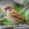 すずめ profil fotoğrafı