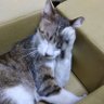 🐾超有份量の大胖貓🐾 profil fotoğrafı
