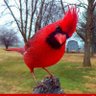 Rolando Salcedo's profile picture