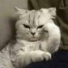 Hana's profile picture