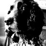 Profilbild von robin chapman