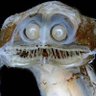 Hijo Del Deep Sea Telescope Fish's profile picture