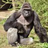 Profilbild von Harambe