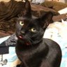 Фото профиля 黒猫のまー🐈‍⬛/📷の事が知りたい✨