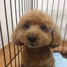 チョコみょん's profile picture