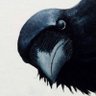 Profilbild von Birdie