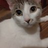 マナ's profile picture