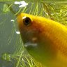 Profilbild von グラミー|アクアリウム🐠 x 米国🇺🇸🇮🇳株投資