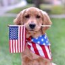 John Young's profile picture