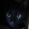 いのちゃん profil fotoğrafı