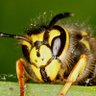 Wasp (and Moth) Enjoyer 🇵🇸 的头像
