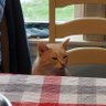 Ralph's profile picture