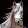 Shadow 🔻2212🔻 profil fotoğrafı